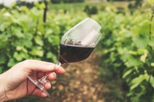 vigne margaux