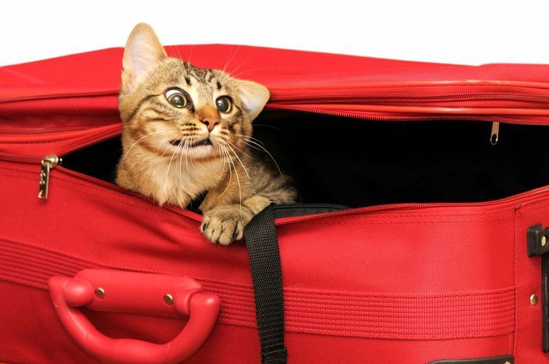 voyage-chat
