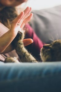partir avec un chat