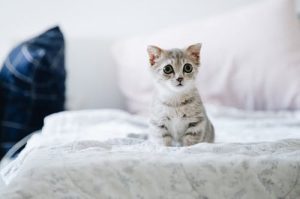 voyage avec un chat