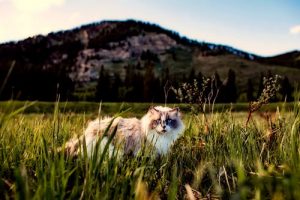 voyager avec un chat