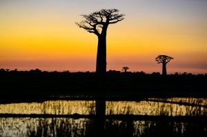 soleil Madagascar