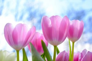 tulipe