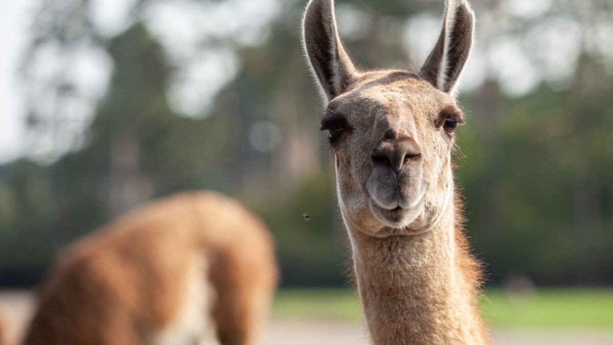 un Lama au Pérou