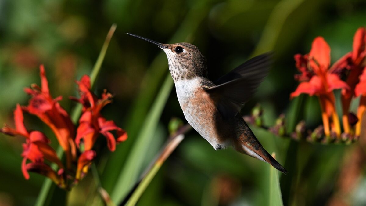 Faune et flore de la Martinique