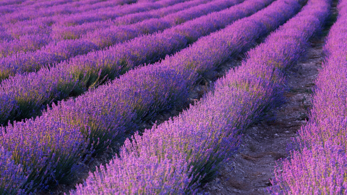 champ de lavande provence
