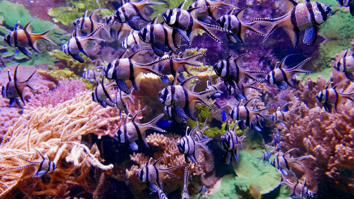 plus grand aquarium de france