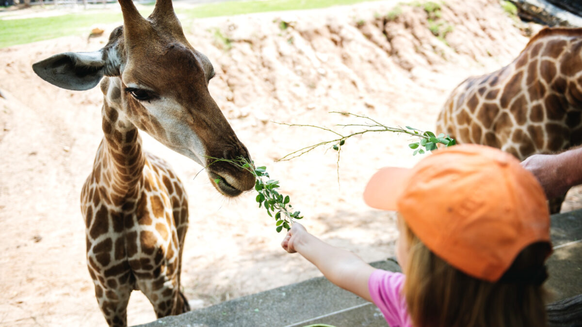 zoo de beauval