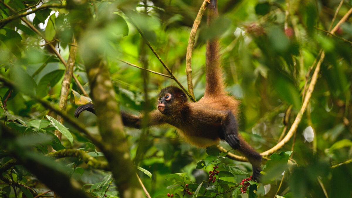 le costa rica